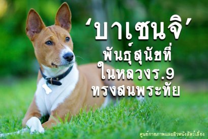 "บาเซนจิ" พันธุ์สุนัขที่ในหลวงรัชกาลที่ 9 ทรงสนพระทัย