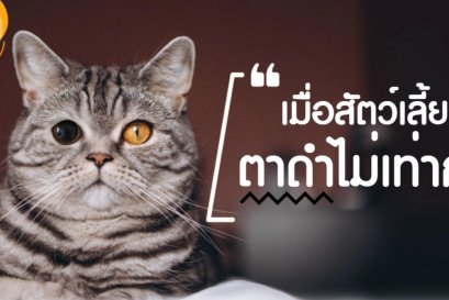 เมื่อน้องหมาน้องเเมว...ตาดำไม่เท่ากัน