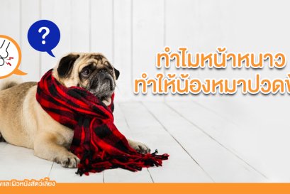 วิธีดูแลน้องหมาที่ปวดข้อ ในช่วงหน้าหนาว