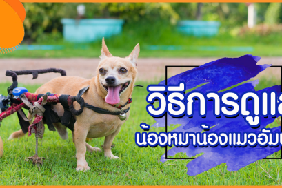 วิธีดูแลน้องหมาน้องแมวอัมพาต