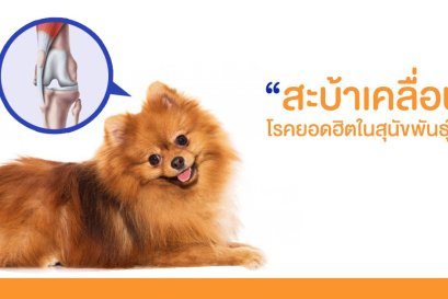 วิธีดูแลรักษาโรคสะบ้าเคลื่อนในสุนัขพันธุ์เล็ก