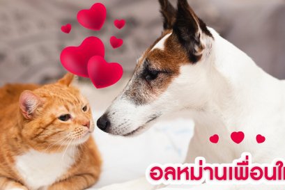 อลหม่านเพื่อนใหม่ (วิธีรับมือน้องหมาน้องแมวเพื่อนใหม่)