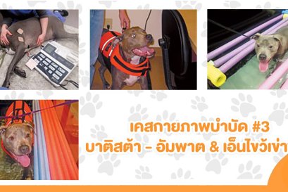 เคสกายภาพบำบัดสุนัข #4 : แบ็กซ์เตอร์ ข้อสะโพกเสื่อม