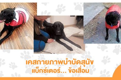 เรื่องเล่ากายภาพ... เคสน้องหมาโดนรถชนจนเชิงกรานหัก + เคสสุนัขบาดเจ็บไขสันหลังจนเป็นอัมพาต
