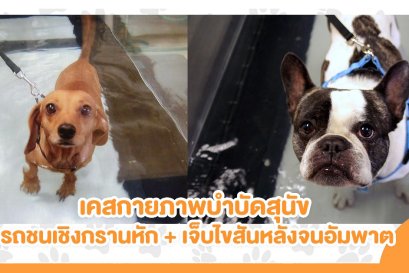 เรื่องเล่ากายภาพ... เคสน้องหมาโดนรถชนจนเชิงกรานหัก + เคสสุนัขบาดเจ็บไขสันหลังจนเป็นอัมพาต