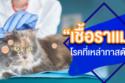 “เชื้อราแมว” โรคผิวหนังที่เหล่าทาสต้องรู้