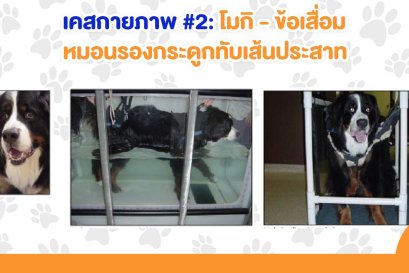 เคสกายภาพบำบัดสุนัข #2 : เมื่อโมกิเป็นข้อเสื่อม + หมอนรองกระดูกทับเส้นประสาท