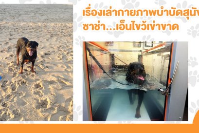 เรื่องเล่ากายภาพบำบัดสุนัข... ซาช่า เอ็นไขว้เข่าขาด