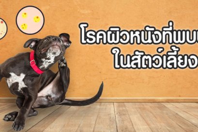 โรคผิวหนังที่พบบ่อยในสัตว์เลี้ยง