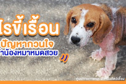 ไรขี้เรื้อน ปัญหากวนใจทำน้องหมาหมดสวย