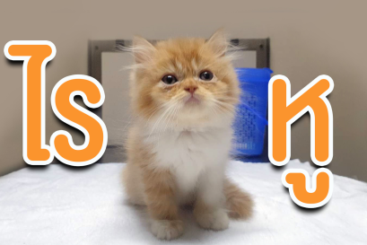 ไรในหูสุนัขและแมว