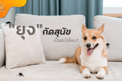 ‘ยุง’ กัดสุนัข เป็นอะไรไหม?