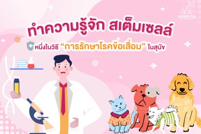 สเต็มเซลล์