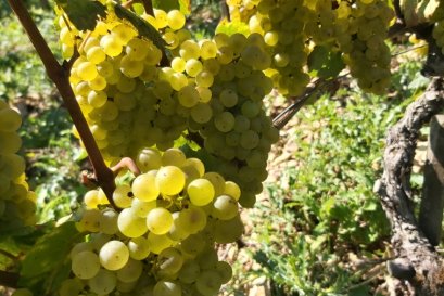 Harvest 2024 Domaine LEFLAIVE