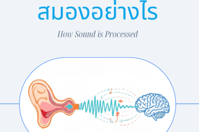 การได้ยินสำคัญต่อสมองอย่างไร