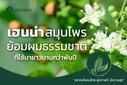 “เฮนน่า” สมุนไพรย้อมผมธรรมชาติ ที่ใช้มายาวนานกว่าพันปี