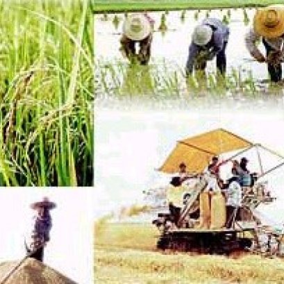 ทำไมชาวนาถึงจน???