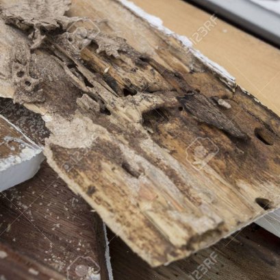 3 วิธีการกำจักหนูแบบมืออาชีพในประเทศไทย