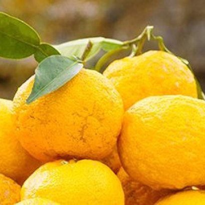 การมาถึงของช็อกโกแล็ตยูสุ - VALRHONA  YUZU INSPIRATION