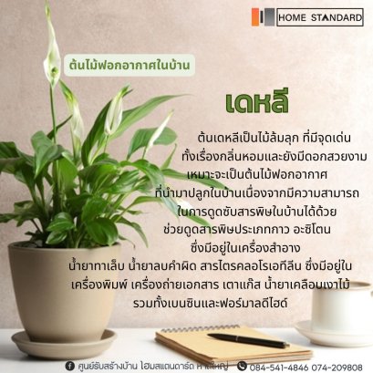 ต้นไม้ฟอกอากาศในบ้าน