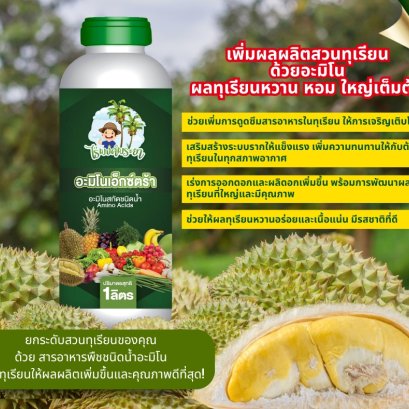 การให้อาหารเสริมบำรุงทุเรียนลูกดก ขั้วเหนียว