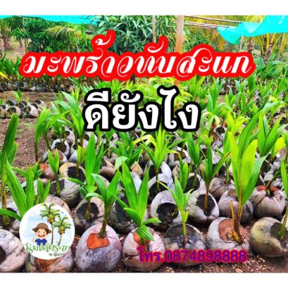  มะพร้าวทับสะแกดีอย่างไร