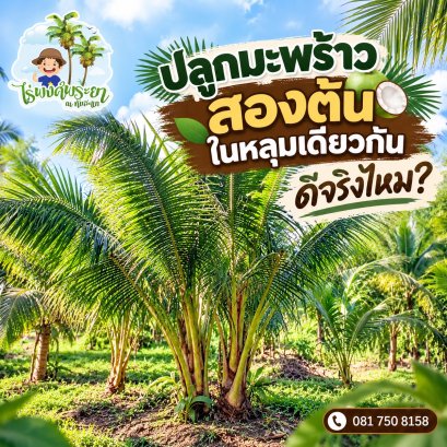 coconut-twn3