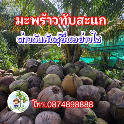 มะพร้าวทับสะแกต่างกับพันธุ์อื่นอย่างไร