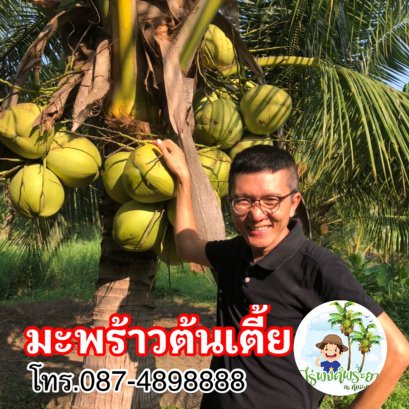 มะพร้าวแกงต้นเตี้ย