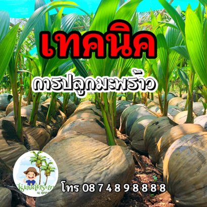 เทคนิควิธีการปลูกมะพร้าว