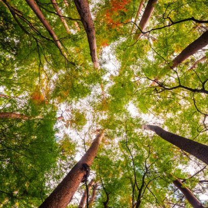 ฟอกอากาศ