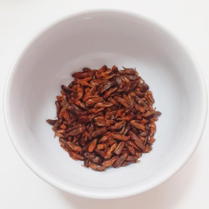 Eating crickets in 2021: is it beneficial or not?