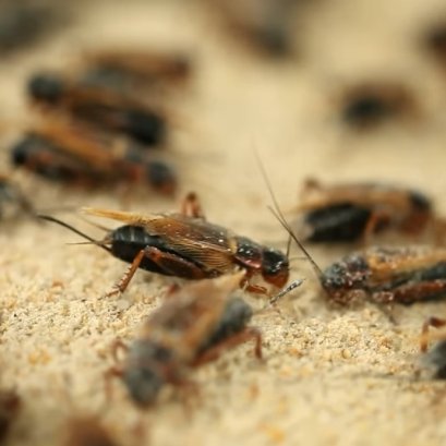 Global Insect Protein Market Analysis