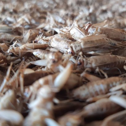 Edible insects set to be approved by EU in 'breakthrough moment'