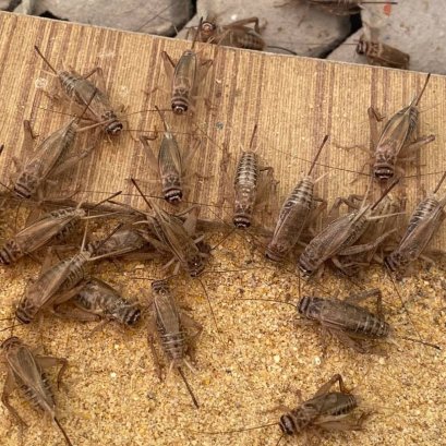 Why Cricket Protein Could be a Game-Changer