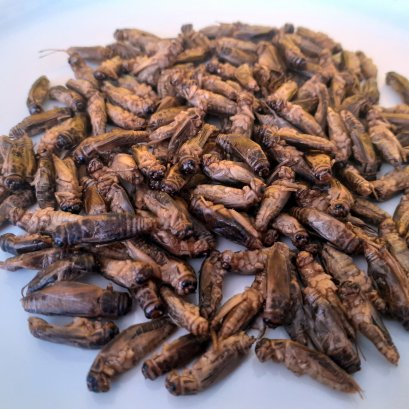 Food safety aspects of edible insects outlined in new publication