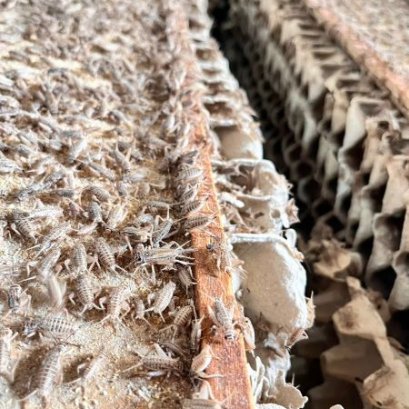 Why Cricket Farming? 