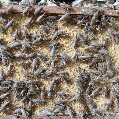 House crickets allowed as ingredient in foods under new EU rules.