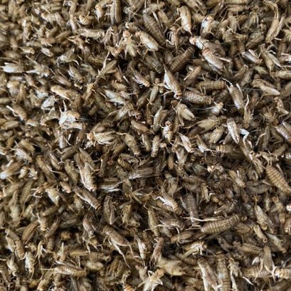 Insect protein has great potential to reduce the carbon footprint of European consumers.