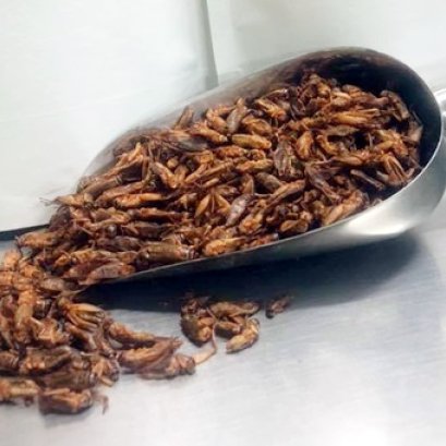 Eating insects could improve your health, new data suggest