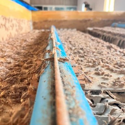 Crickets Can Help Us Curb Global Warming and Enhance Food Security: Here's How?