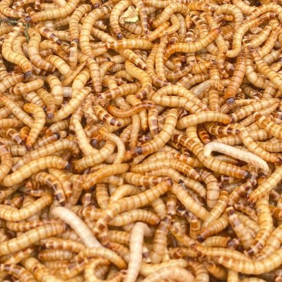 insect protein market