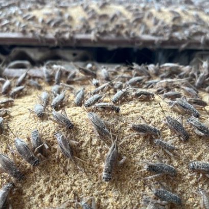 How to feed your crickets