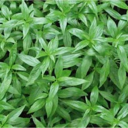 ฟ้าทะลายโจร