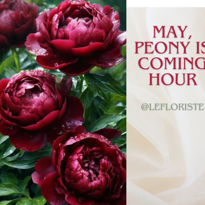 ดอกพีโอนี, ดอกโบตั๋น, ช่อดอกไม้,  ของขวัญดอกไม้,  ส่งดอกไม้,  ภาษาอังกฤษ, Peony, PeonyFlower ,  FlowerDelivery, FlowerGift, MayFlowerPeonyIsComing, lefloriste, ส่งความรู้สึกผ่านดอกไม้, PeonyLover, PeonyMeaning, ดอกโบตั๋นพรีเมียม