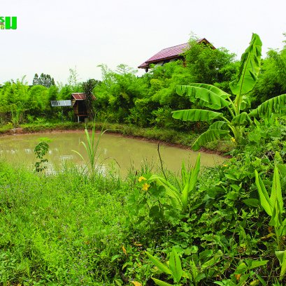 โคก หนอง นา โมเดล ศาสตร์การจัดการน้ำของพระราชา