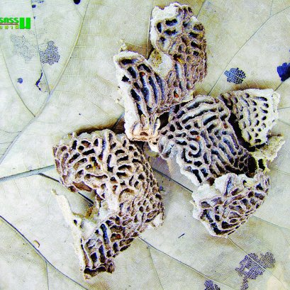  จุลินทรีย์จาวปลวก ประโยชน์หลากหลาย ช่วยย่อยสลายได้เร็ว