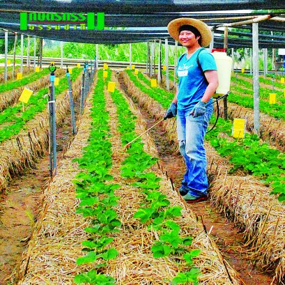 เกษตรกรพันธุ์ใหม่ หัวใจอินทรีย์ ปลูกสตรอเบอร์รี่อินทรีย์ ที่สวนหลังบ้าน