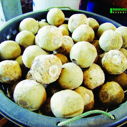 การทำจุลินทรีย์เบญจคุณ และการนำไปใช้ทางการเกษตร