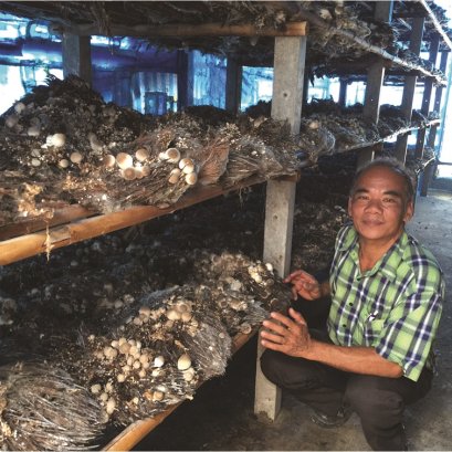 การเพาะเห็ดฟางในโรงเรือนไม่อบไอน้ำ ด้วยน้ำจุลินทรีย์มูลค้างคาว